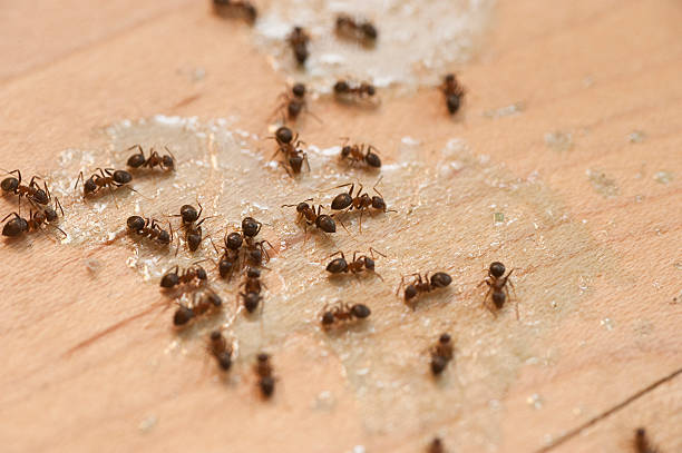 Best Ant Control Services  in Drexel Hill, PA