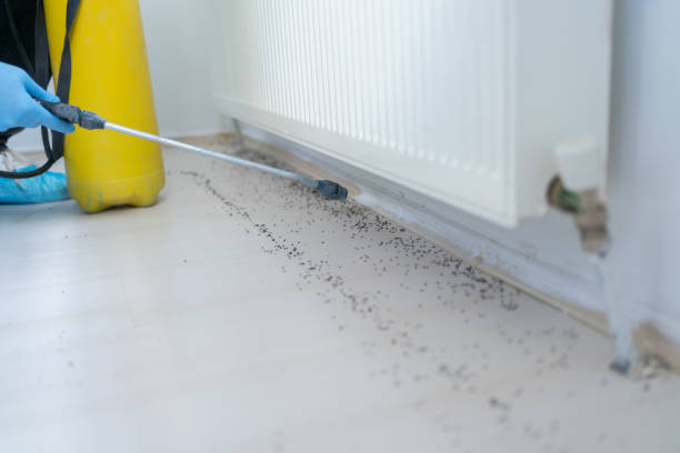 Best Wasp Removal Services  in Drexel Hill, PA